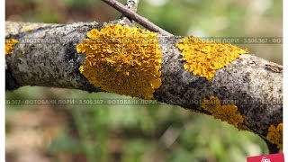 Лишайники.Биология 5 класс.