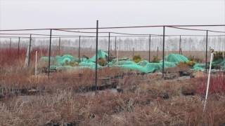 Укрытие хвойных (весенняя защита от солнечных ожогов)