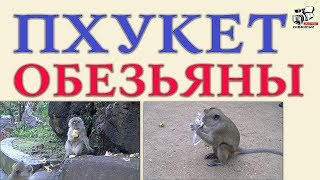 Храм-пещера Wat Suwan Kuha и попрошайки макаки Пхукет. Обезьяны Таиланда.