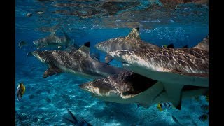 POLINESIA FRANCESE il paradiso in terra - Rangiroa l'atollo dello squalo pinna nera del reef