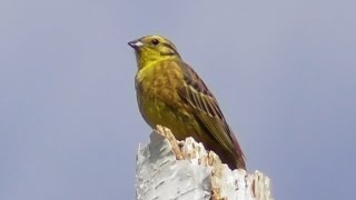 Овсянка обыкновенная. Песня овсянки.( Emberiza citrinella )