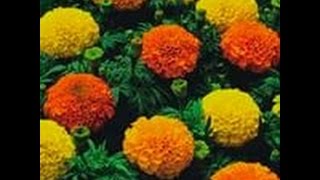 БАРХАТЦЫ.Сеем семена бархатцев на рассаду.Ценность бархатцев