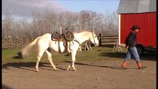 Hagan Horse Sale 2017 Lot #10 Sargent