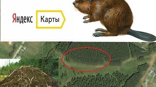 Поиск бобрятников с помощью яндекс карт. Разведка мест не вставая с дивана.
