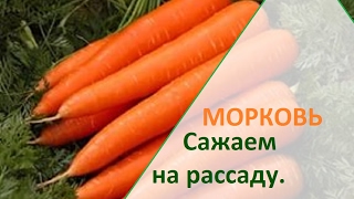 Морковь на  рассаду. Для раннего урожая.