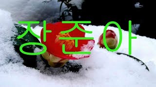 미지기획 전자올겐 장준아 246 리듬댄스 캬바레 콜라텍 무도장 지루박 브르스 246콜라텍 비빔발 246따닥발 콜라텍음악 ds3cto전병교 전병교ds3cto전병교