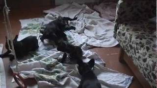 French Bulldog Puppies / Щенки Французского Бульдога