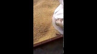 2016 ΑΠΟΦΛΟΙΩΤΗΣ ΔΙΚΟΚΚΟΥ ΣΙΤΑΡΙΟΥ [ΖΕΑΣ]