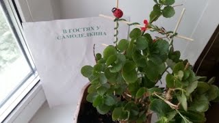Опоры для растений из шпажек