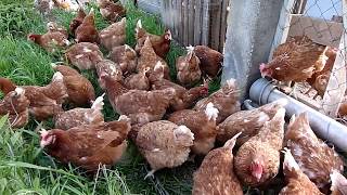 Κότες Ελευθέρας Βοσκής-Free Range Chicken Farm (AGROKTIMA ANASTASIADI - SAMPSON EGGS)