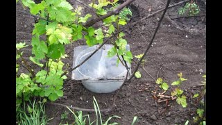 20кг С ОДНОГО КУСТА ОГУРЦА ПРИ ТАКОЙ ПОСАДКЕ
