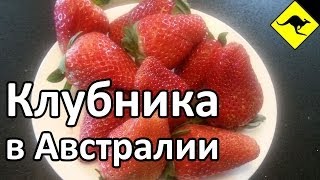 Клубничная Ферма в Мельбурне, Австралия / Strawberry Farm in Melbourne, Australia
