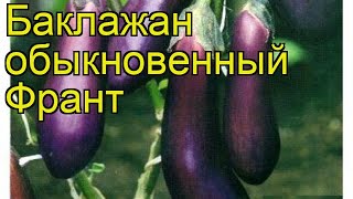 Баклажан обыкновенный Франт. Краткий обзор, описание характеристик, где купить саженцы Frant
