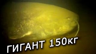 Самый большой Сом в мире на 150 кг под водой . Смотреть видео