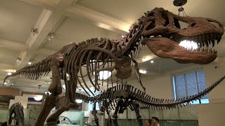 Amazing American Museum of Natural History in New York