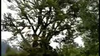 canopy bike