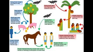 Nipah virus outbreak allover states 56 Death virus attack||Tamil Nadu||Symptoms||Treatment||Dr