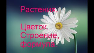 Строение цветка. Формула цветка.