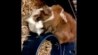 VINE cobaya de 5 añitos.