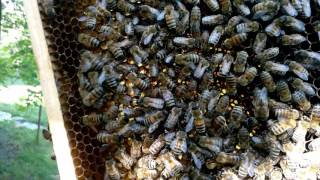 Пчеловодство Первый бродячий рой 2017 Beekeeping The first stray swarm of 2017