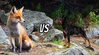 Ягдтерьер вытянул живую лису охота без ружья Jagdterrier pulled alive Fox Norn hunting without a gun