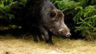 Wounded boar attacks forest ranger