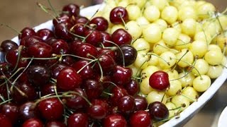 Прививка черешни