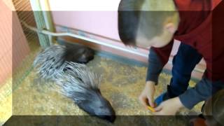 видео контактный зоопарк "Мой маленький мир" Балашиха