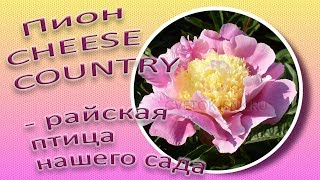 Пион CHEESE COUNTRY - райская птица нашего сада / Сад Ворошиловой