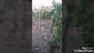 Üzüm yarpağının qışa saxlanması