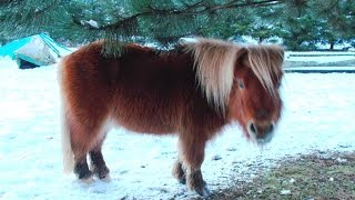 Natural Hairy Pony