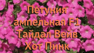 Петуния ампельная Тайдал Вейв Хот Пинк ? обзор: как сажать, семена петунии Тайдал Вейв Хот Пинк