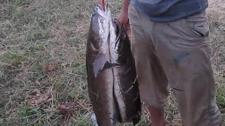 Snake Head fishes fishing in Cambodia