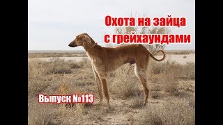 Охота на зайца с грейхаундами | Выпуск №113 (UKR)