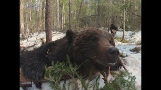 Фильм 5. Охота на медведя с лайками 2019. Самый большой медведь сезона