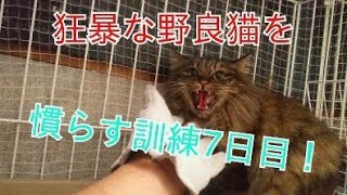 狂暴な野良猫を慣らす訓練 7日目！