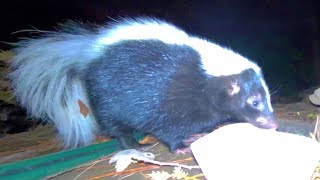 CCTV 카메라에 포착된 다람쥐의 천적 밤에 나타나는 야생 동물들 Capturing Chipmunk Predators At Night On The CCTV Camera