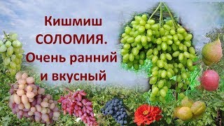 Виноград Соломия. Новый виноград, вкусный кишмиш