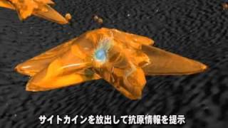 ＣＧでわかる免疫機構のしくみ　リンパ