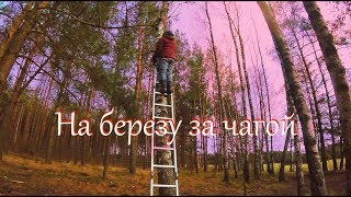 Деревенские будни. Разбираюсь в сарае. Чага.