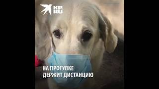 Ms.AlyaGolden - Superstar. Золотистые Ретриверы стали героями ролика KP.RU -"Собаки на самоизоляции"
