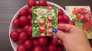 Дегустация томатов Форте Розе и Чернослив.29.08.2019