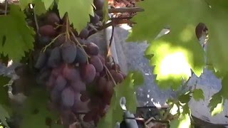Сорт винограда Мария Магдалена - сезон 2015
