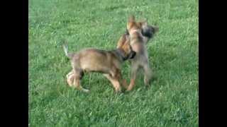 pups right after playing in water
