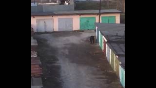 Сосед закрывает гараж!/ Прикол смотреть всем! Ржач