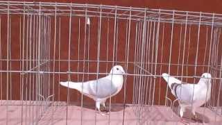 Judging Saddle Homers Reading Pigeon Association Show