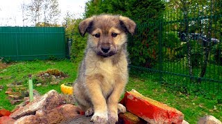 ЩЕНКИ ФУНДУЧИЛИ ХВОСТ КОРОВЫ