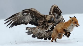 Вот как охотятся орлы...