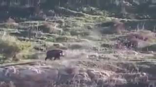 Охота на кабана.  Огромный секач прёт как танк не чувствуя пуль