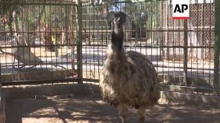 Charity rescues animals from closed Gaza zoo
